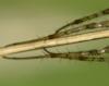 Metellina sp.